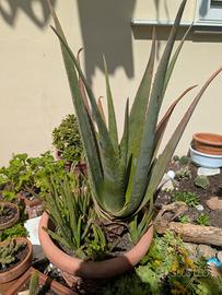 Piante e piantine grasse di Aloe vera
