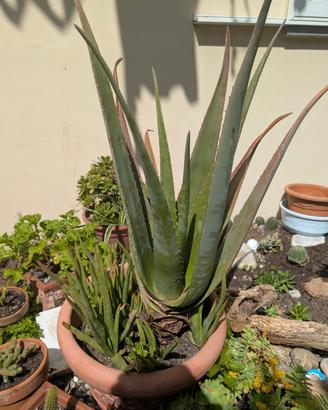 Piante e piantine grasse di Aloe vera