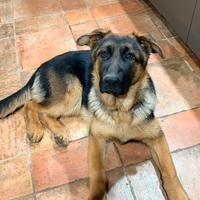 Cucciola Pastore Tedesco