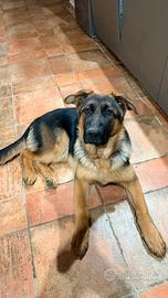 Cucciola Pastore Tedesco