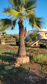 Palme washingtonia filifera dí diverse misure
