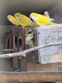 Monaci allevati a mano e coppie riproduttive