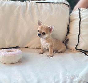 Cuccioli di chihuahua solo maschi