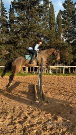 Cavallo