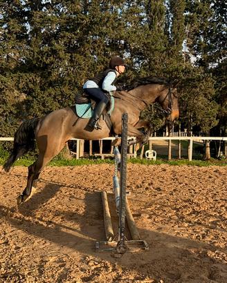 Cavallo