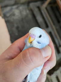 Cocorite novelli 2025