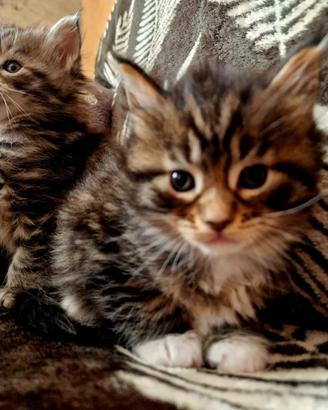 Maine Coon