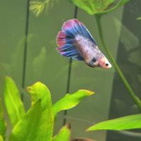 Betta Splendens e Crown-tail
