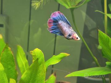 Betta Splendens e Crown-tail