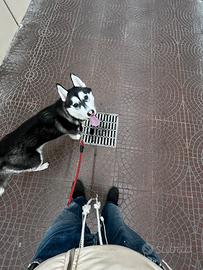 Husky femmina per accopiamento
