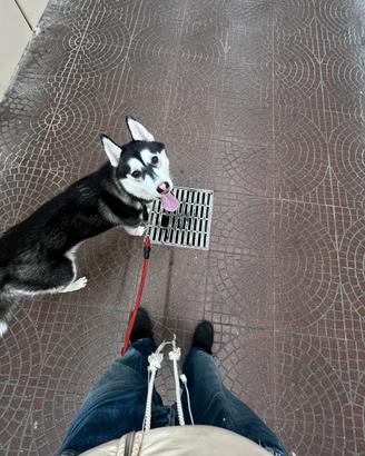Husky femmina per accopiamento