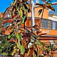 Pianta di Ficus alta quasi 2 metri e mezzo