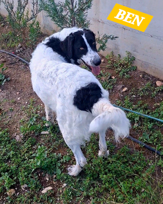Cucciolone