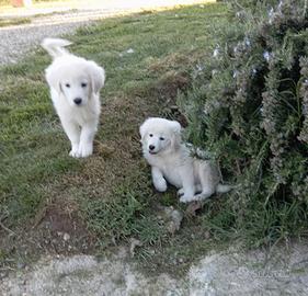 Cuccioli pastore maremmano