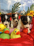 disponibili-cuccioli-yorkshire-biewer-terrier