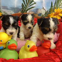 Disponibili Cuccioli Yorkshire Biewer Terrier