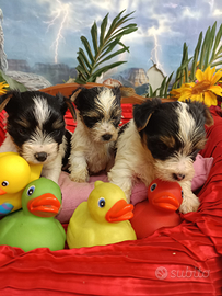 Disponibili Cuccioli Yorkshire Biewer Terrier