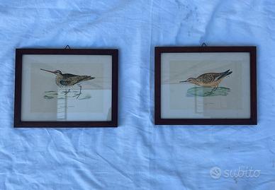 Coppia stampe vintage uccelli con cornice in legno