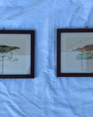 Coppia stampe vintage uccelli con cornice in legno