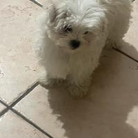 Maltesi linea coreana con pidegree