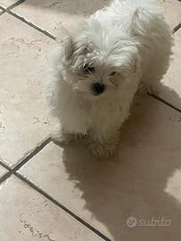 Maltesi linea coreana con pidegree