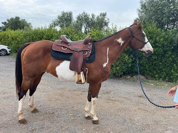 Cavallo paint