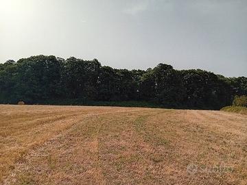 Legna di castagno da tagliare