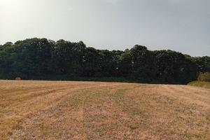 Legna di castagno da tagliare