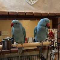 Parrocchetti dal collare