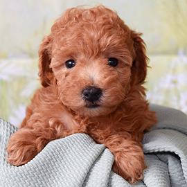 Cuccioli barboncini maschi e femmine