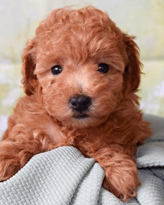 Cuccioli barboncini maschi e femmine