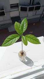 pianta di avocado