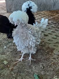 Galline ornamentali razza olandese ciuffata