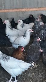 Galline Miste