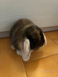 Coniglio ariete nano