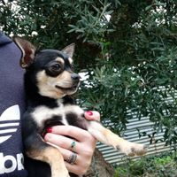 Chihuahua maschio a pelo corto