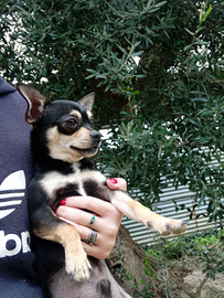 Chihuahua maschio a pelo corto