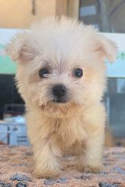 Maltese