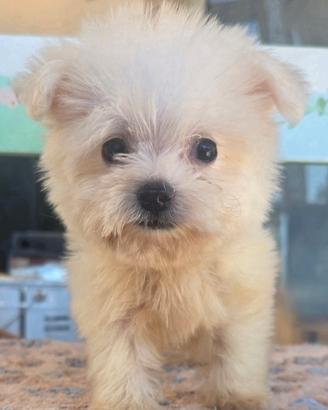 Maltese