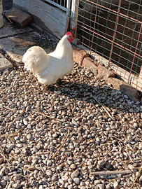 Gallo cocincina Nani