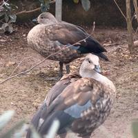 Coppia oca ali azzurre