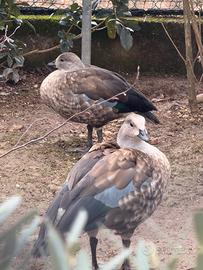 Coppia oca ali azzurre