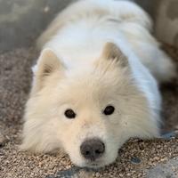 Samoiedo maschio disponibile per accoppiamento