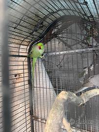 Parrocchetto dal collare