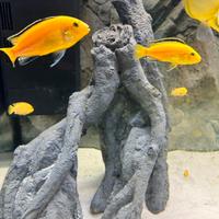 Labidochromis species yellow