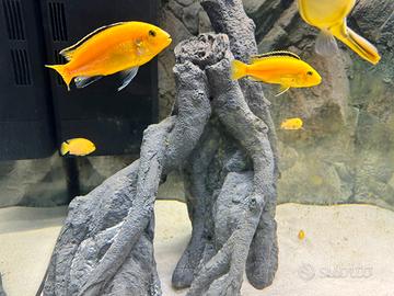 Labidochromis species yellow