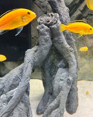 Labidochromis species yellow