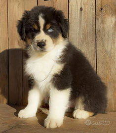 Cuccioli di pastore Australiano