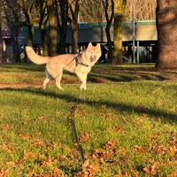 Siberian Husky ENCI femmina