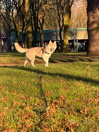 Siberian Husky ENCI femmina